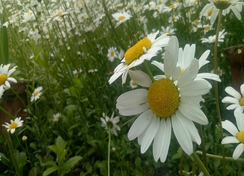 Valley Of Flowers